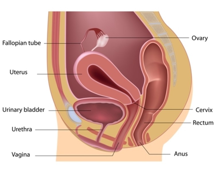 Natural vaginal discharge