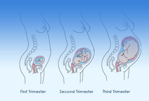 pregnancy 3 stages